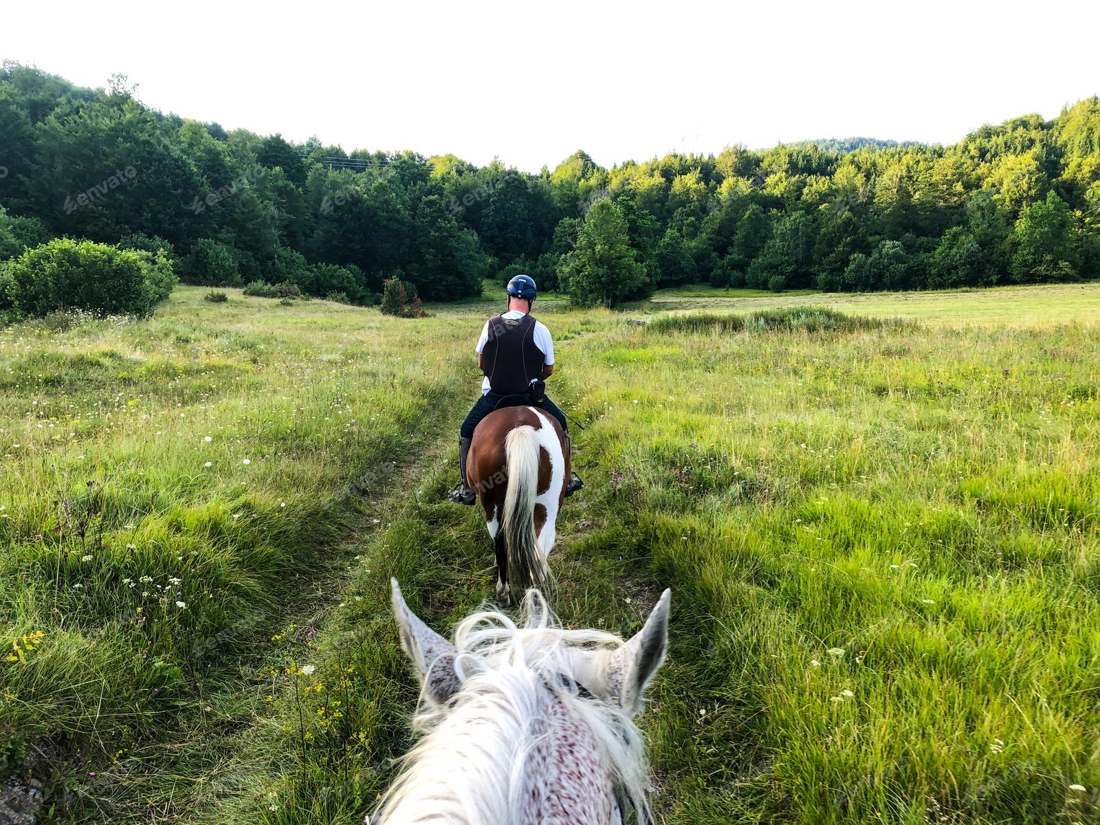 Balade à cheval dans une prairie verte