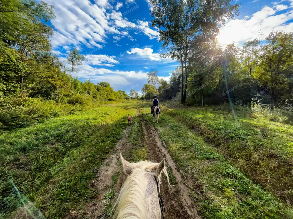 Chemin forestier en balade à cheval, ciel bleu en contre-jour